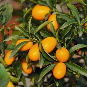 citrus-fortunella-kumquat_20-4-11-235_bst