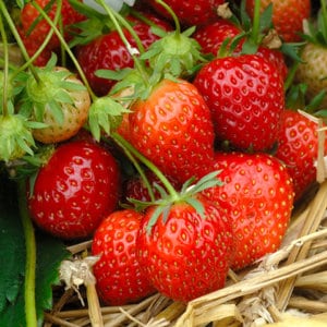 Erdbeere 'Mara de Bois'