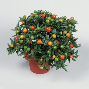Solanum pseudocapsicum-13000387