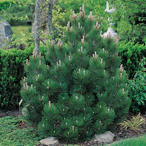 Pinus heldreichii 'Compact Gem' / Schlangenhaut-Kiefer - Gärtnerei  Schwitter AG