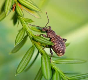 Dickmaulrüssler-Käfer