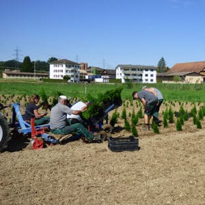 Schwitter-Pflanzungen-Arbeiten-Gehölze-Aufschulen-2019-Mettlen-web (58)
