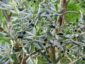 Olivenbaum mit schwarzen Oliven