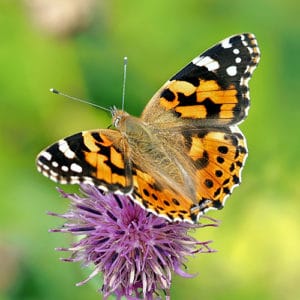 Schmetterling Distelfalter Portrait