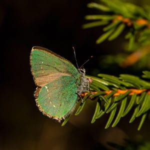 Schmetterling grüner Zipfelfalter Portrait