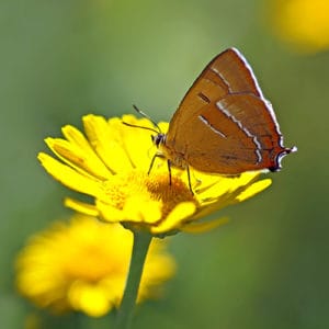 Schmetterling Nierenfleck-Zipfelfalter Portrait