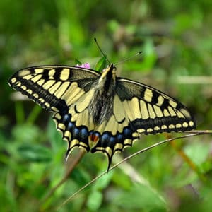 Schmetterling Schwalbenschwanz Portrait