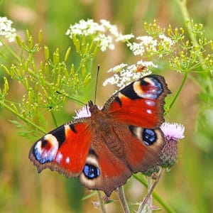 Schmetterling Tagpfauenauge Portrait