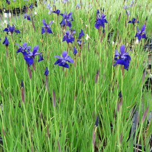 Schwitter Pflanzen Iris sibirica 'Caesar's Brother' / Sibirische Schwertlilie