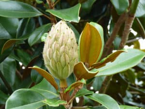 Schwitter-Pflanzen-Magnolia grandiflora 'Goliath' (7)-web