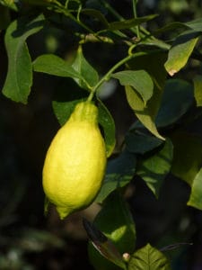 Schwitter-Pflanzen-Citrus limon (2)-web