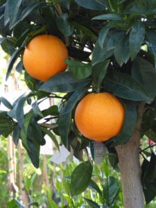 Schwitter-Pflanzen-Citrus sinensis (2)-web