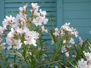 Schwitter-Pflanzen-Nerium oleander (30)-web