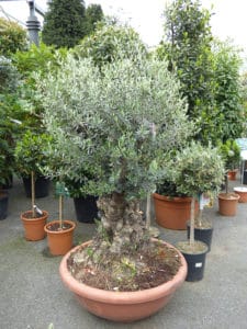 Schwitter-Pflanzen-Olea europaea (7)-web