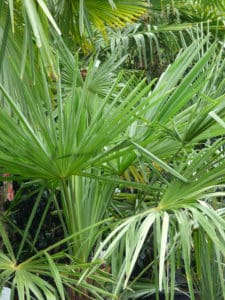 Schwitter-Pflanzen-Trachycarpus fortunei (2)-web