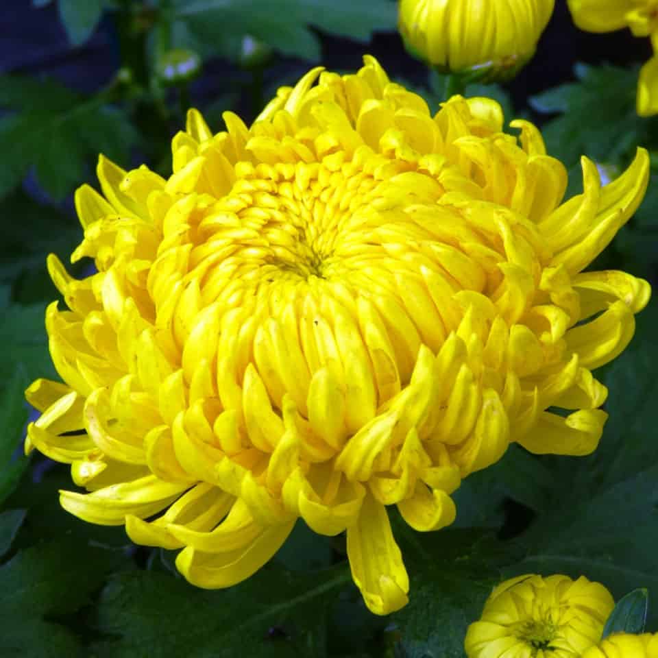 Chrysanthemum x grandiflorum / Chrysantheme - Gärtnerei Schwitter AG
