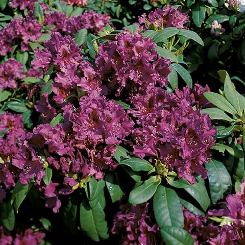 Rhododendron-Hybriden 'Goldkrone' / Grossblumiger Rhododendron - Gärtnerei  Schwitter AG