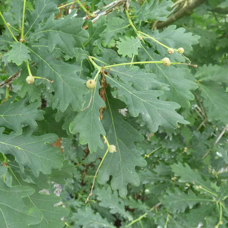 Quercus robur / Stieleiche - Gärtnerei Schwitter AG