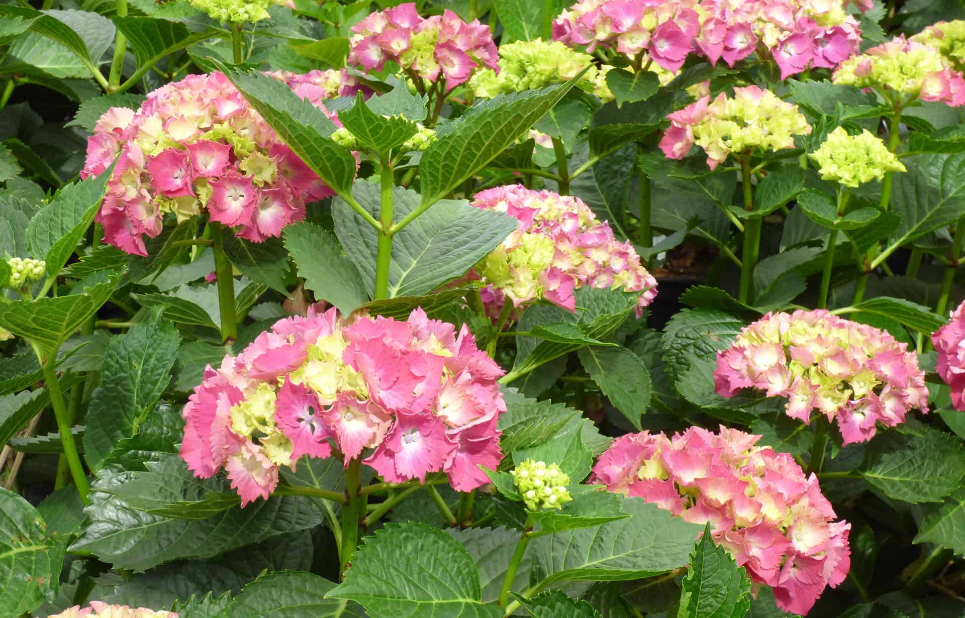 Blütentraum Hortensie – Farbenvielfalt für jeden Garten - Gärtnerei